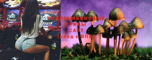 крисы Бородино
